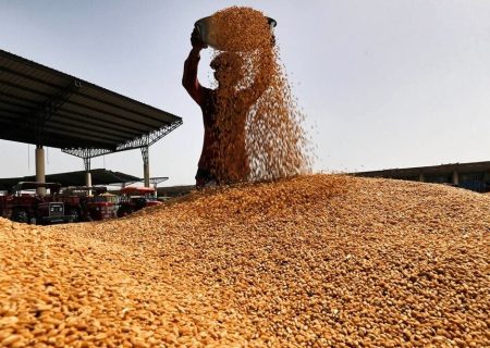 ۵۳ هزار تن گندم در ۲ کارخانه آرد گلستان گم شد!