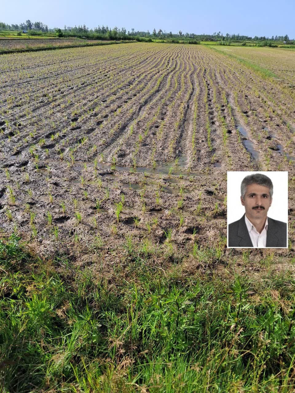 علی کشت پرور