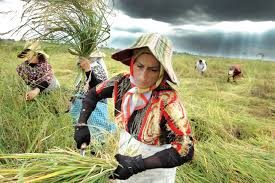 واردات برنج