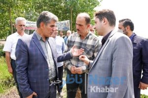 برنج ارگانیک در مزرعه کشاورز نمونه گیلانی برداشت شد