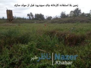کارخانه چای سپیدرود