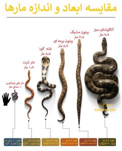 مقایسه مار نخی باربادوس روی سکه با آناکوندای سبز ۲۵۰ کیلویی و پیتون مشبک ۶.۵ متری