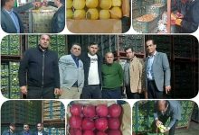 مسئولین تعاون روستایی گیلان در انبار میوه تنظیم بازار عید ۱۴۰۵ فروشنرفته