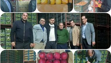 مسئولین تعاون روستایی گیلان در انبار میوه تنظیم بازار عید ۱۴۰۵ فروش‌نرفته
