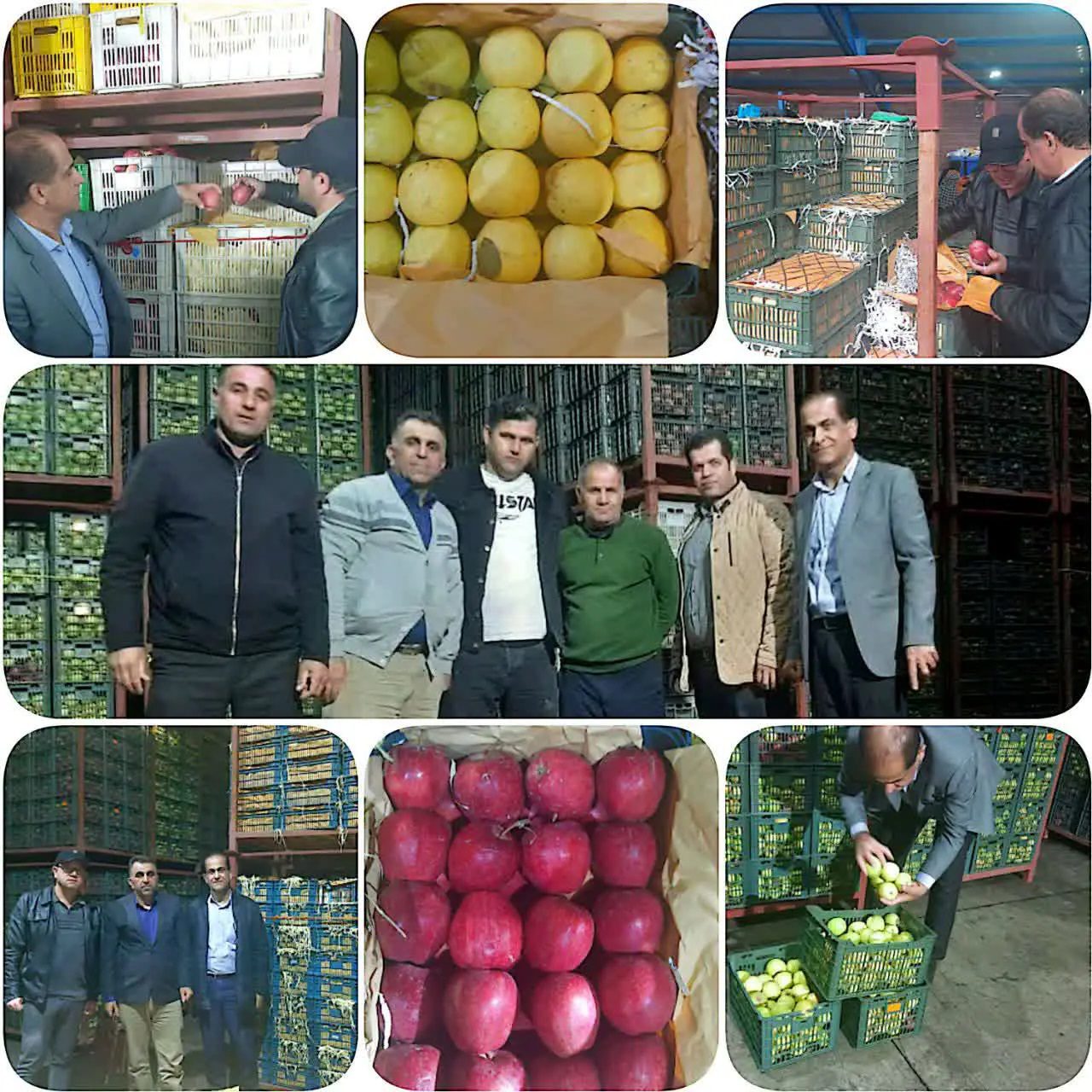 مسئولین تعاون روستایی گیلان در انبار میوه تنظیم بازار عید ۱۴۰۵ فروشنرفته