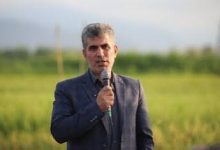 تعرفه برداشت مکانیزه برنج ۱۴۰۵ - کمباین برنج در شالیزار گیلان