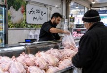 افزایش قیمت مرغ در گیلان و علت عرضه نشدن مرغ کالابرگی در فروشگاه‌ها بر اساس گزارش جهاد کشاورزی گیلان