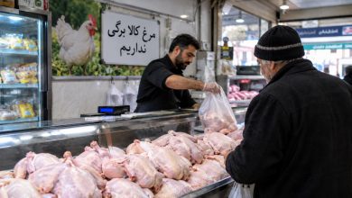 افزایش قیمت مرغ در گیلان و علت عرضه نشدن مرغ کالابرگی در فروشگاهها بر اساس گزارش جهاد کشاورزی گیلان